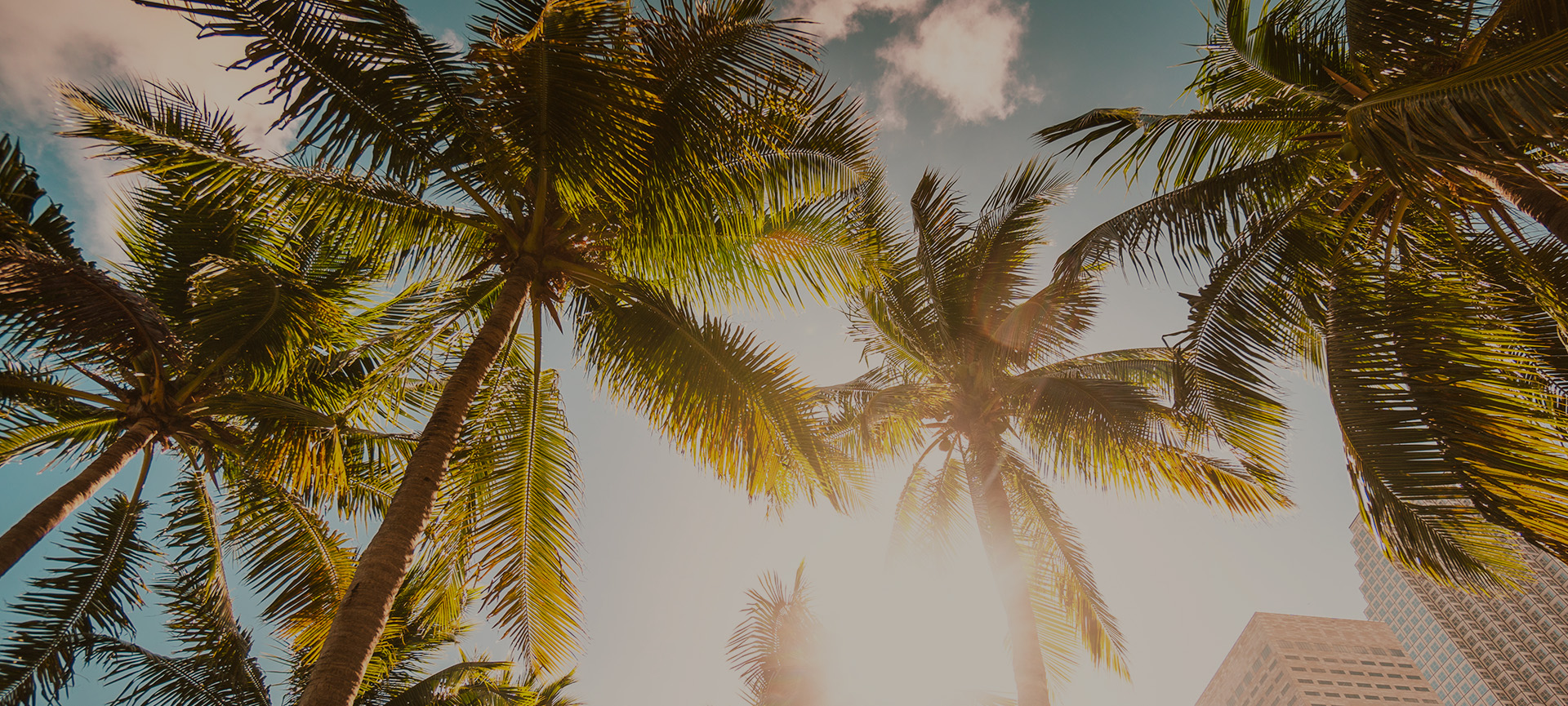 Palms Insurance palm trees