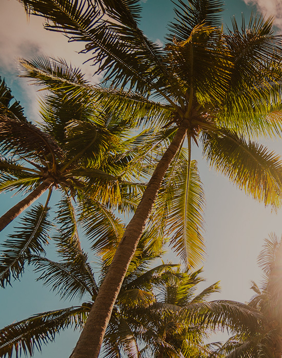 Palms Insurance palm trees