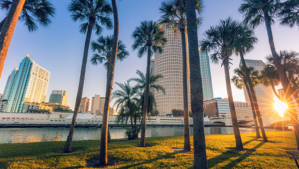 Palms Insurance Team: Palm trees downtown